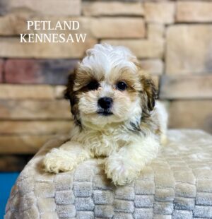 Teddy Bear – 29585