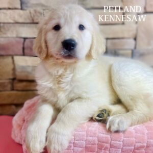 Golden Retriever – 29571