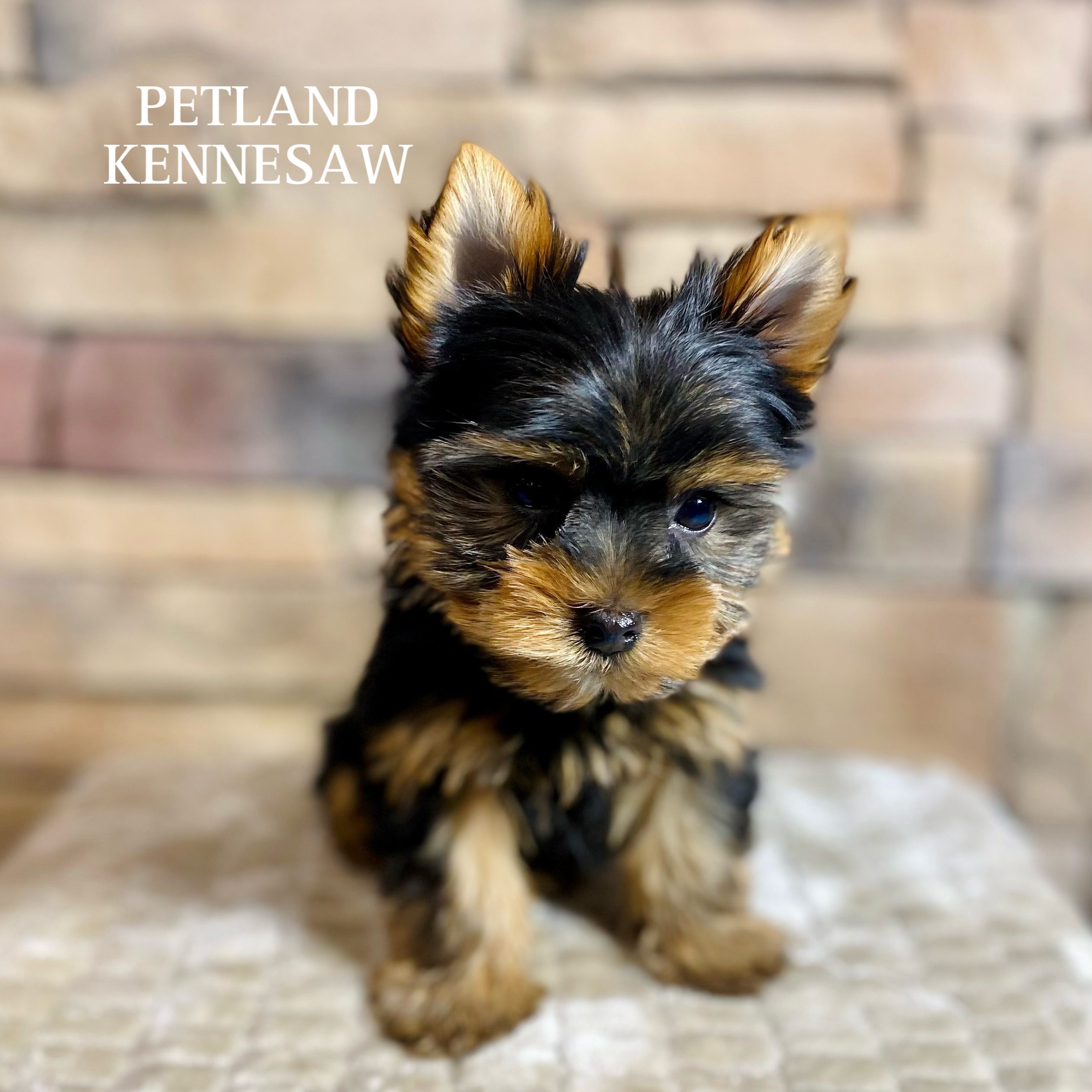 Do Yorkie Puppies Bite Alot