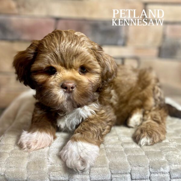 Shih Tzu – 29731