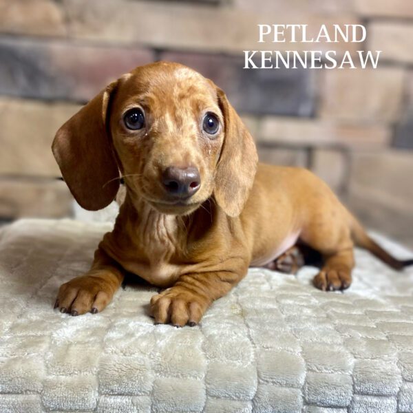 Dachshund – 29762