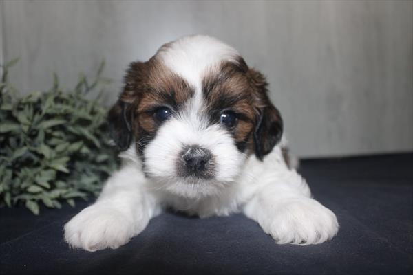 ShihPoo - 29751 Image #3