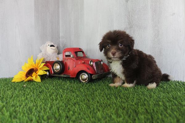 Havanese - 29775 Image #2
