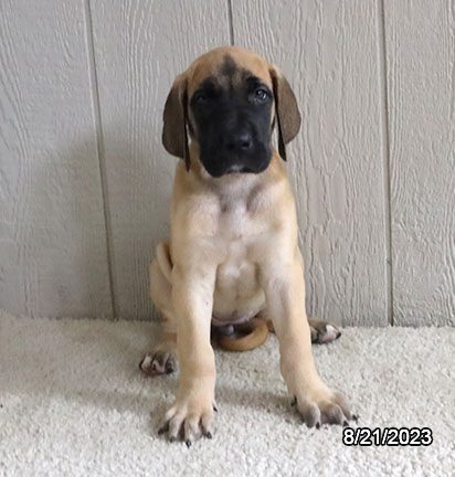 Great Dane - 29787 Image #2