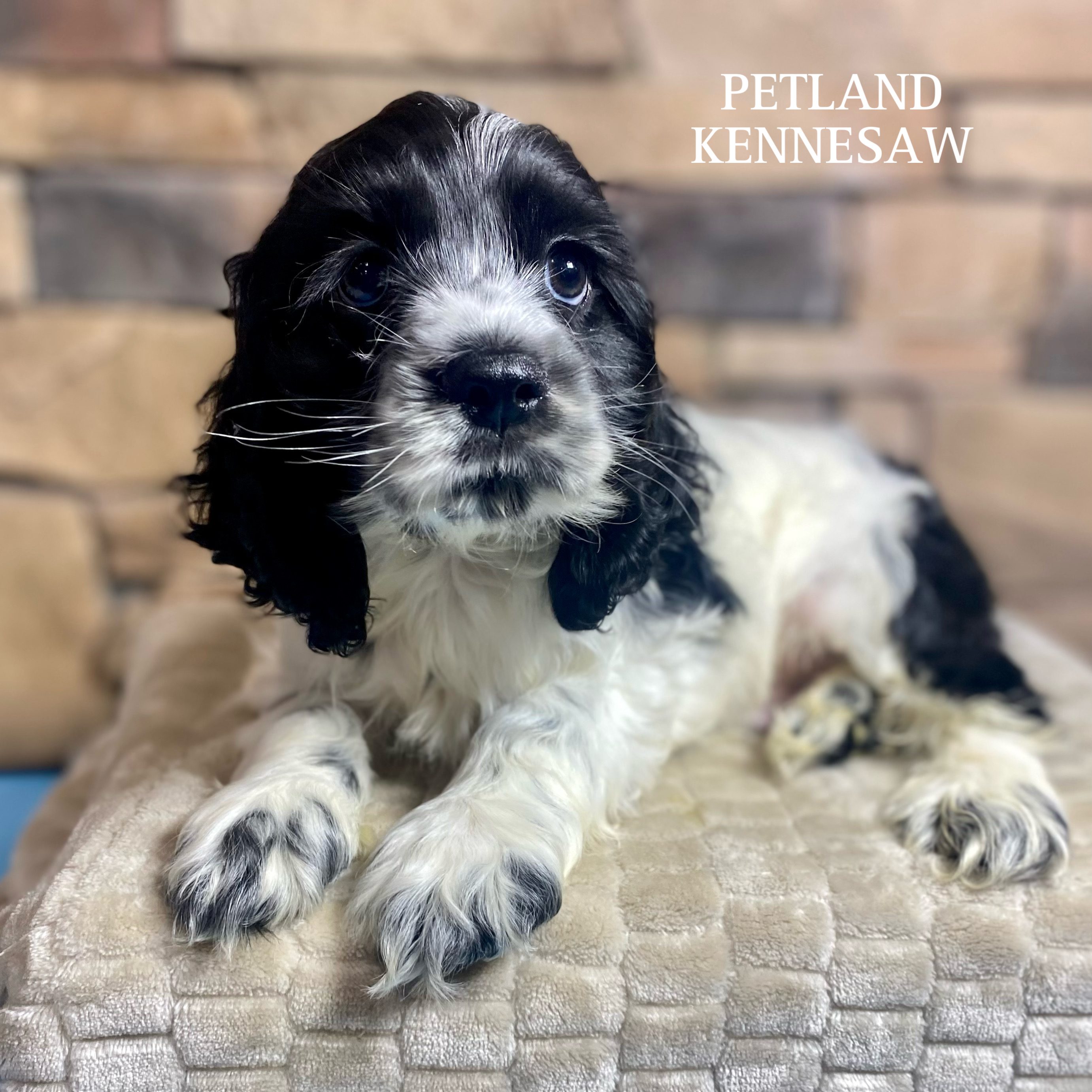 Cocker Spaniel - 29767 Image #2
