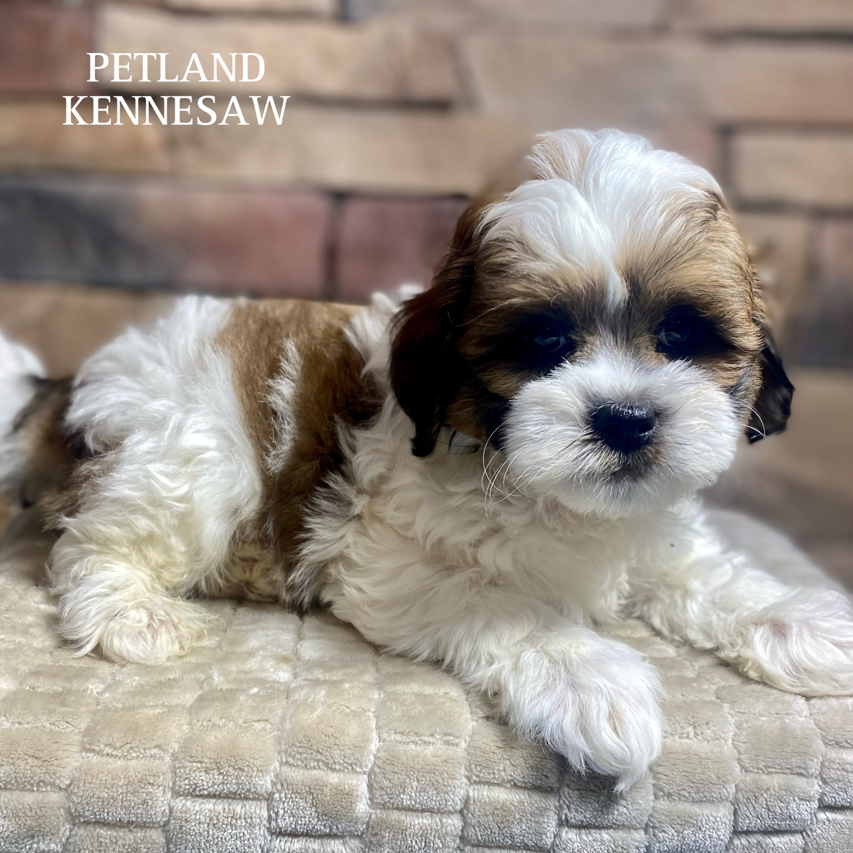ShihPoo - 29751 Image #1