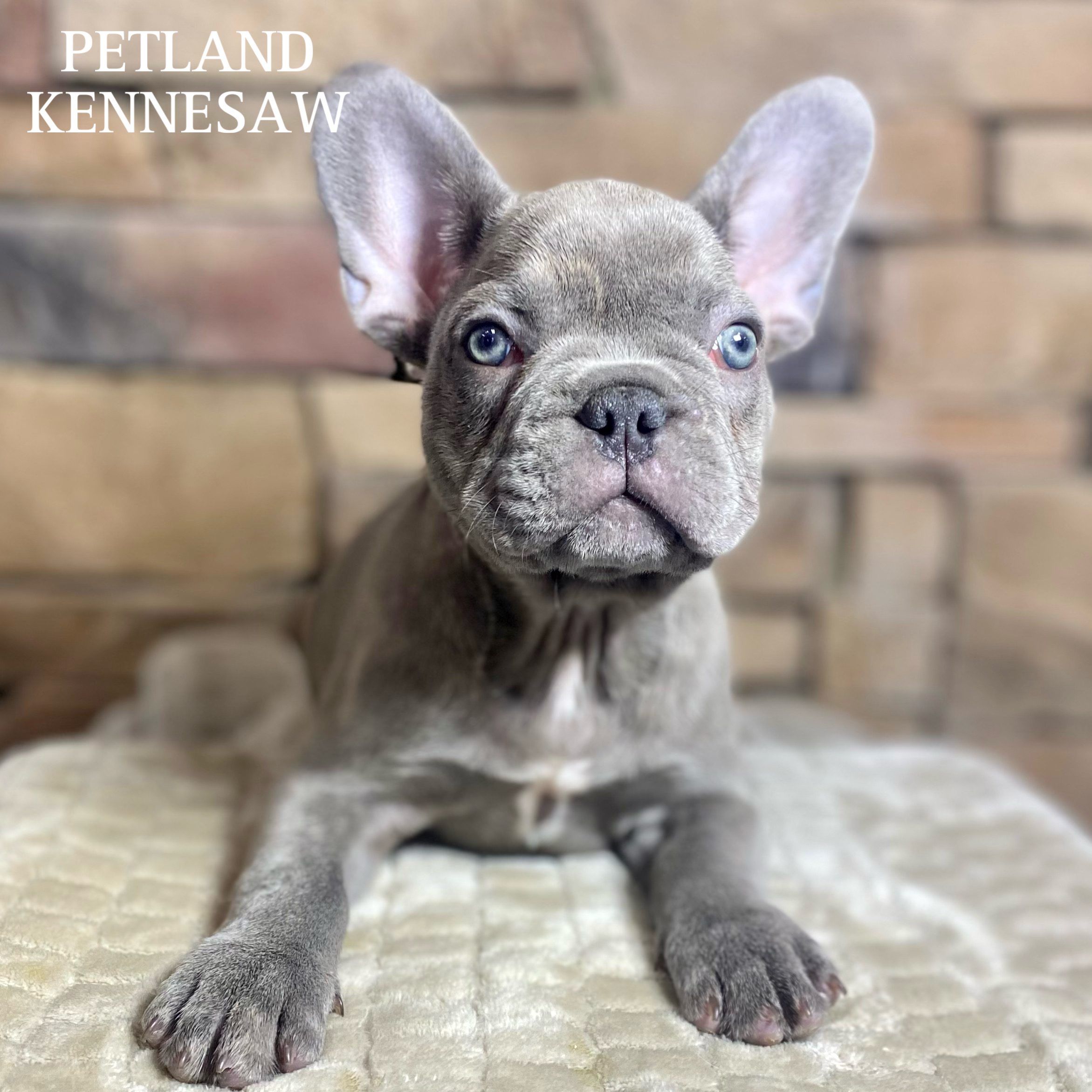 French Bulldog - 29759 Image #3