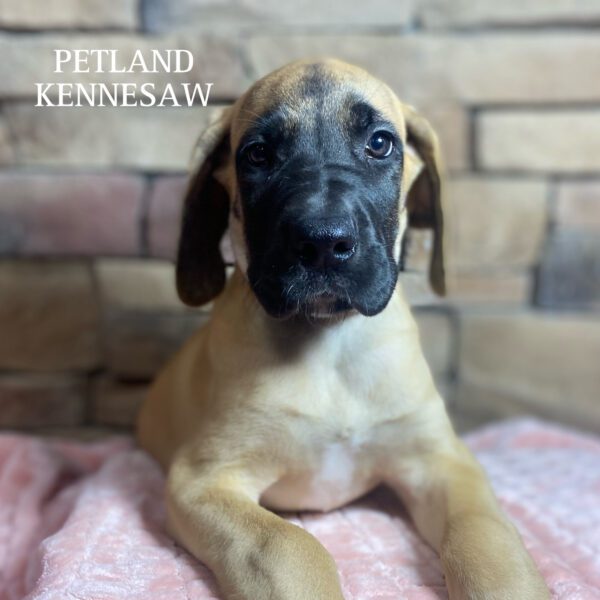 Great Dane – 29787