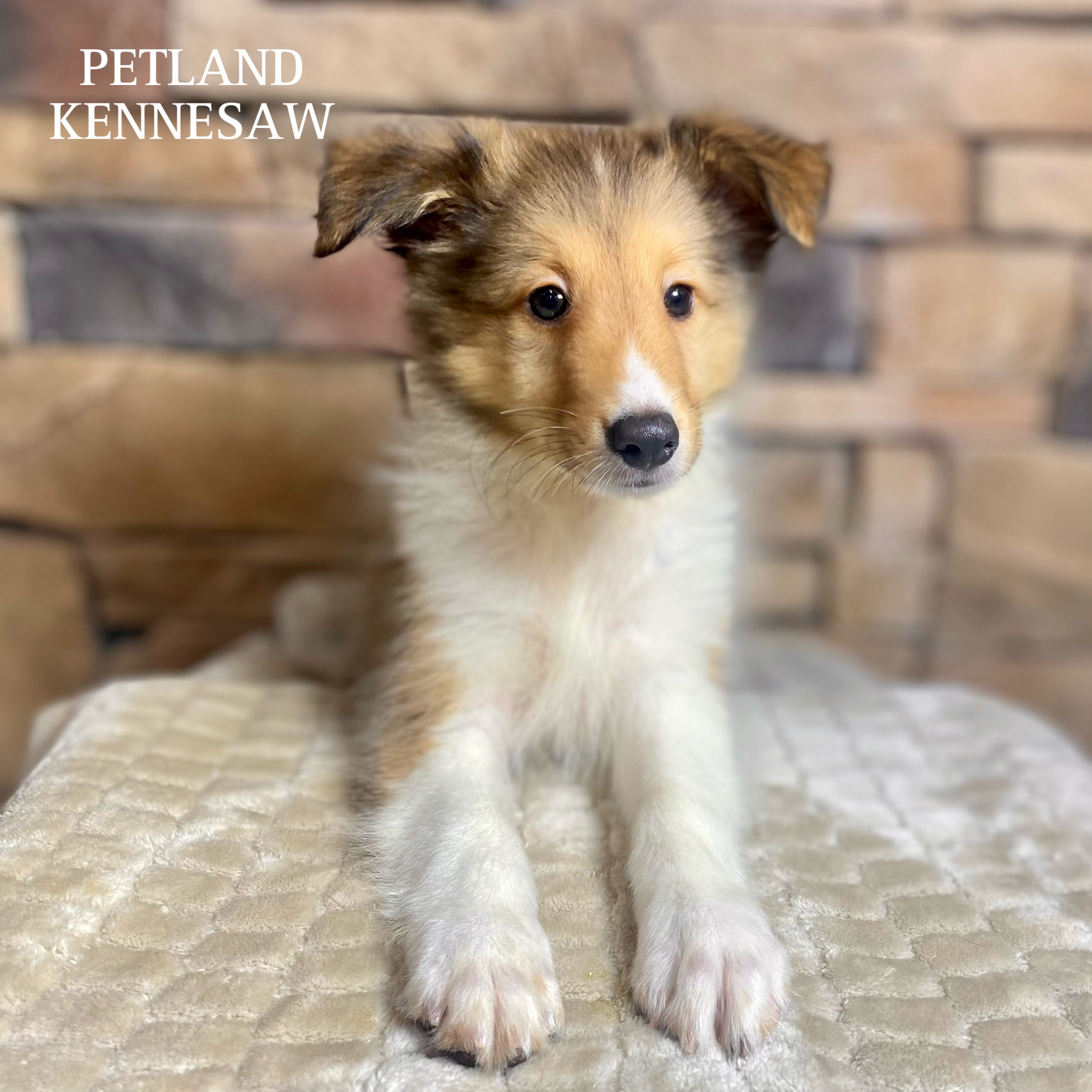 Shetland Sheepdog - 29760 Image #3