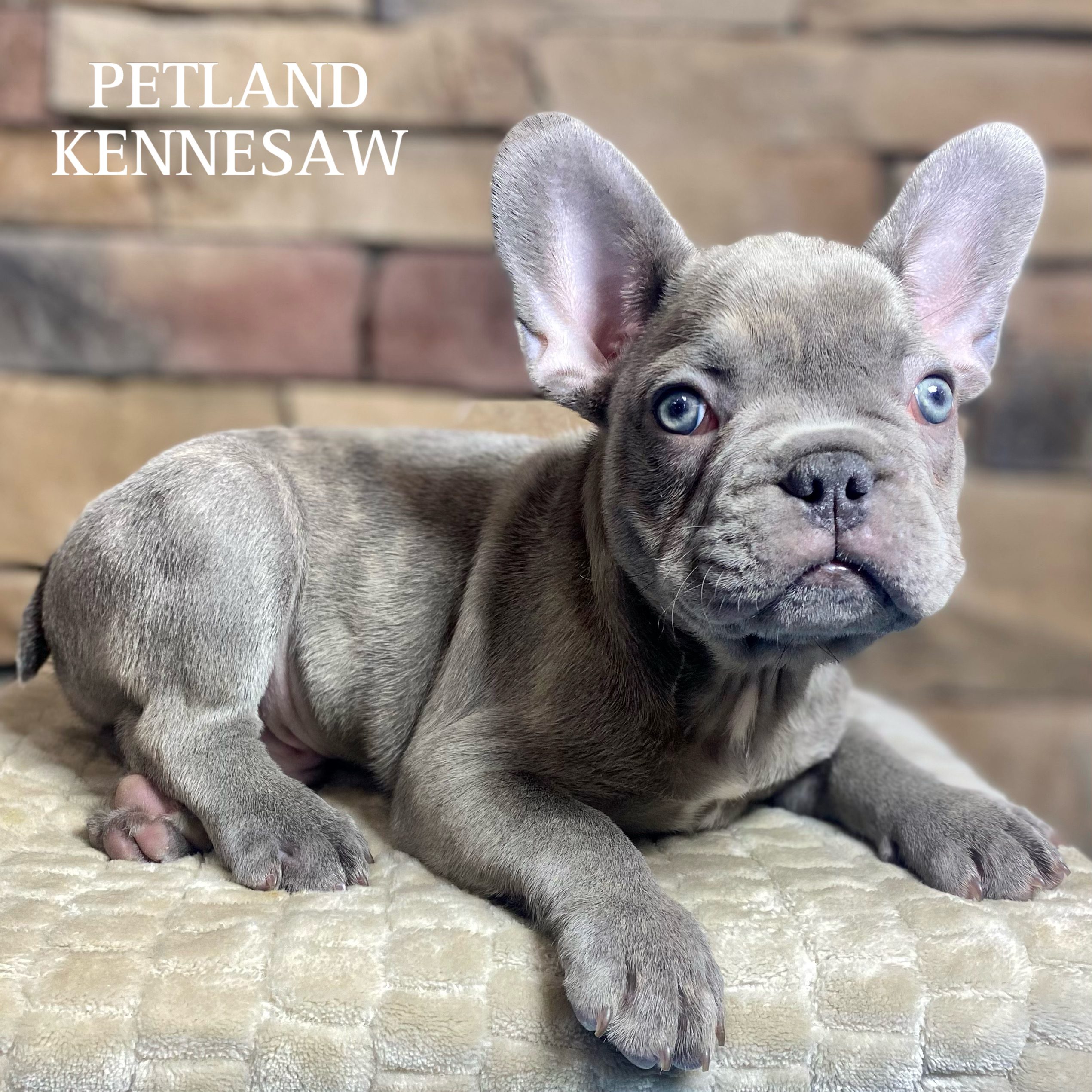 French Bulldog - 29759 Image #1