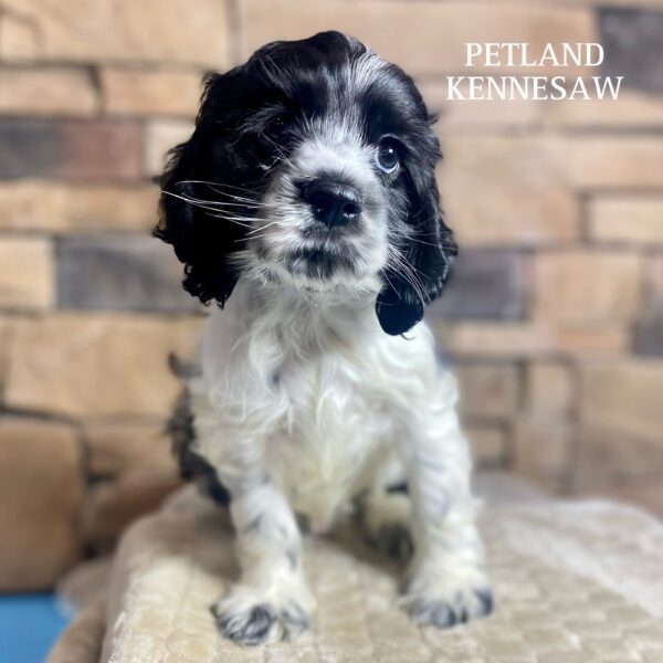 Cocker Spaniel – 29767