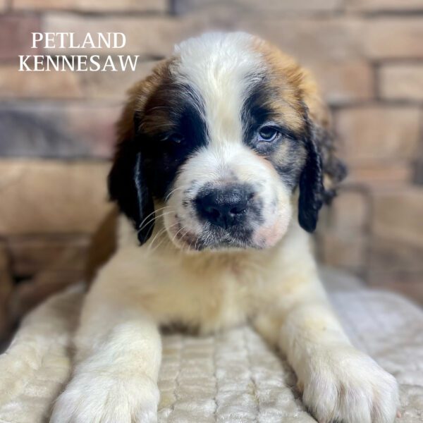 Saint Bernard – 29753