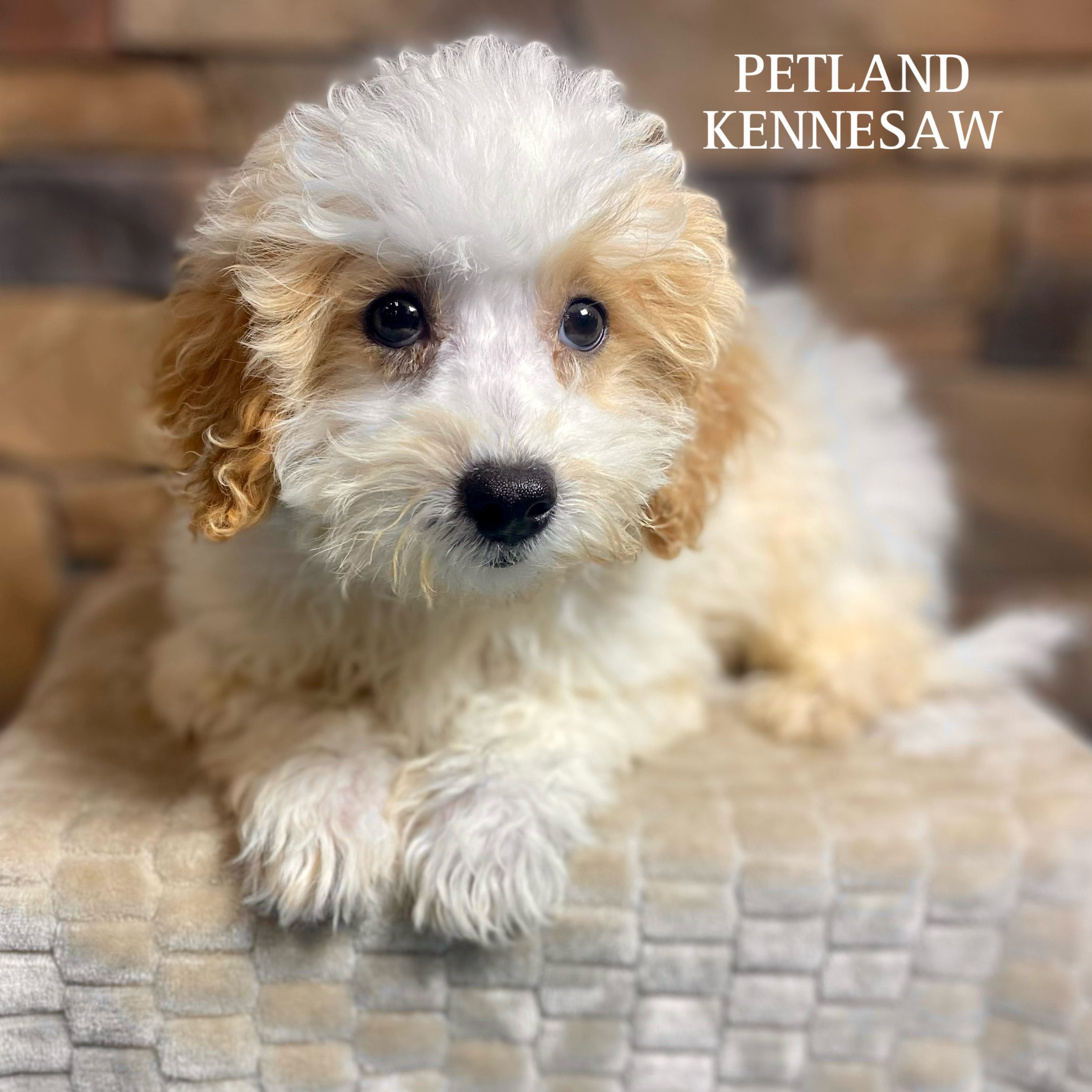 Best Brush For Maltipoo