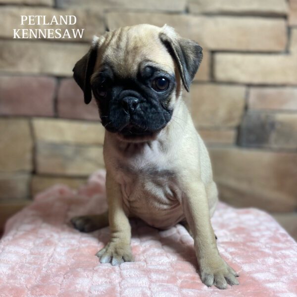 Pug – 29784