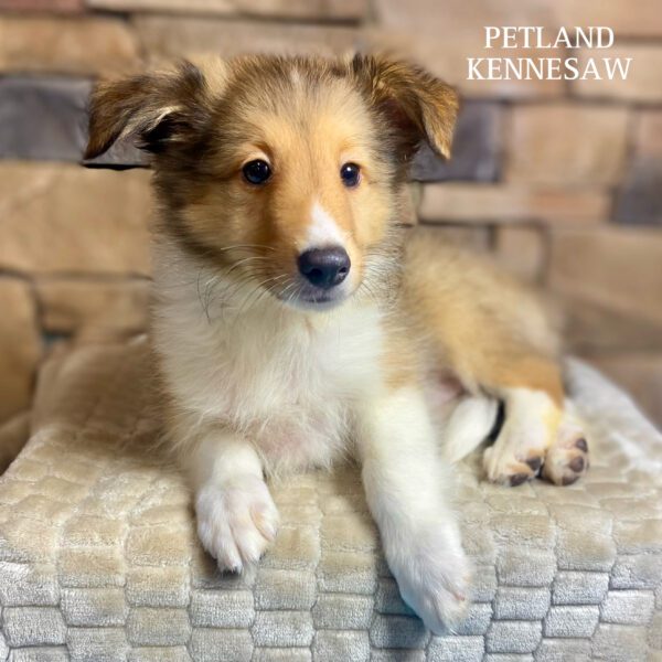 Shetland Sheepdog – 29760