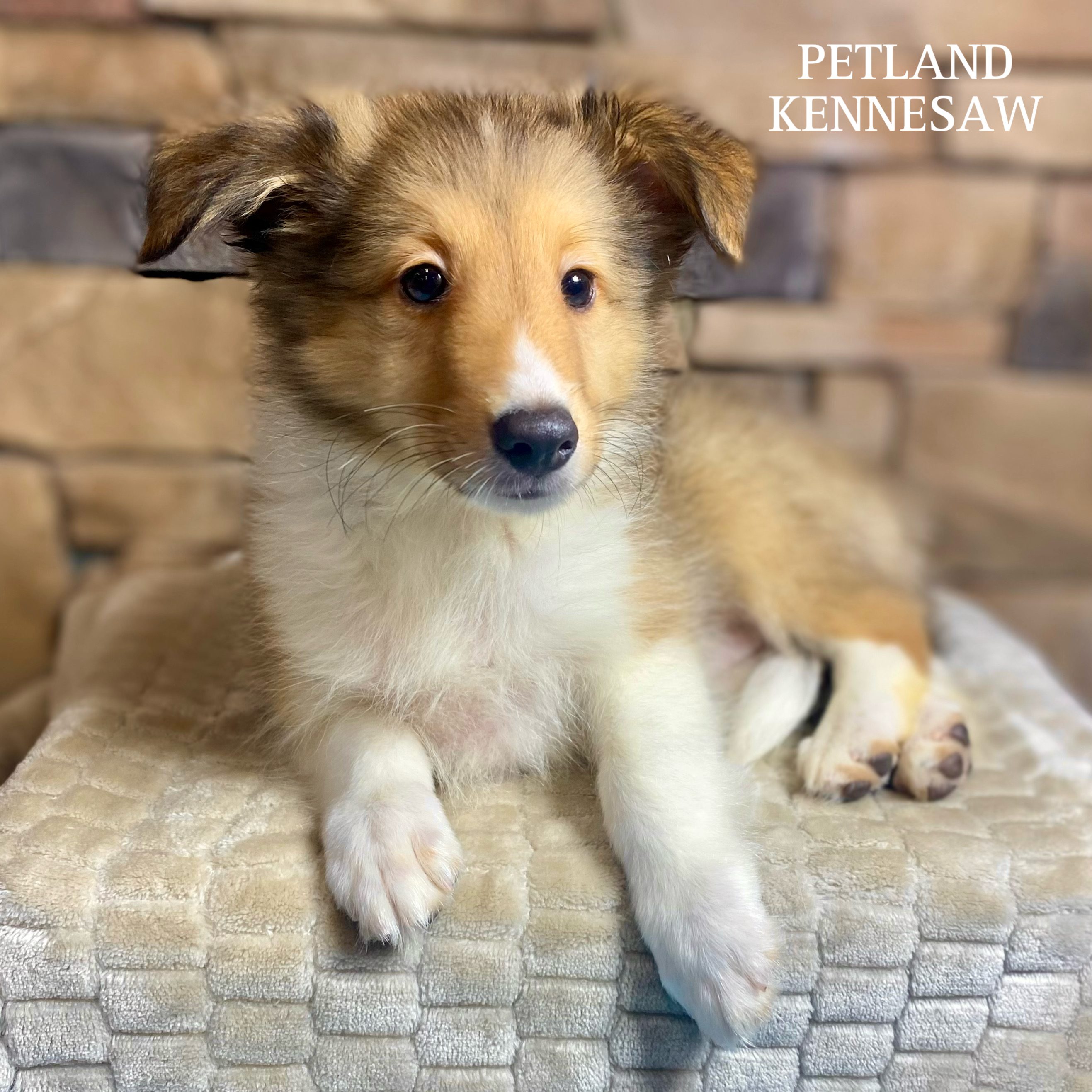 Shetland Sheepdog - 29760 Image #1