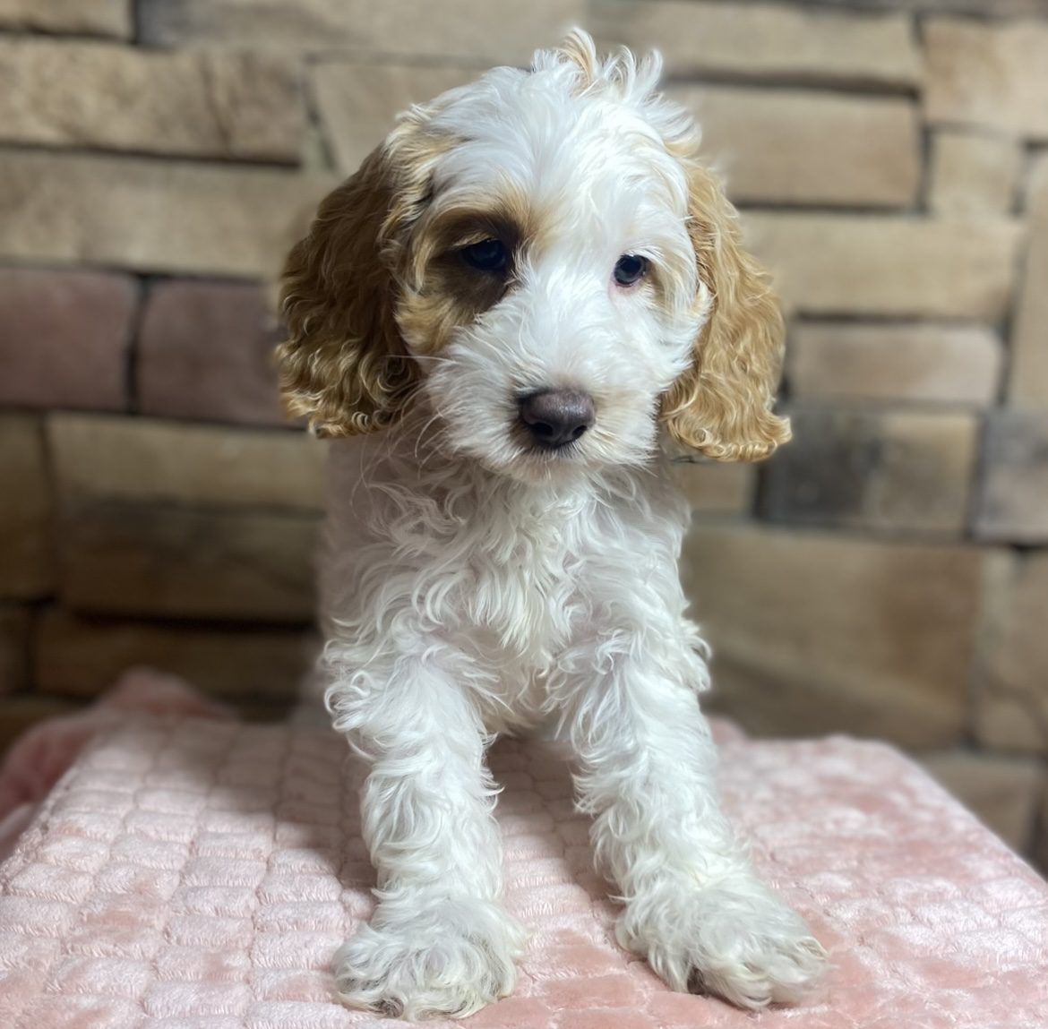 CockAPoo - 29781 Image #2