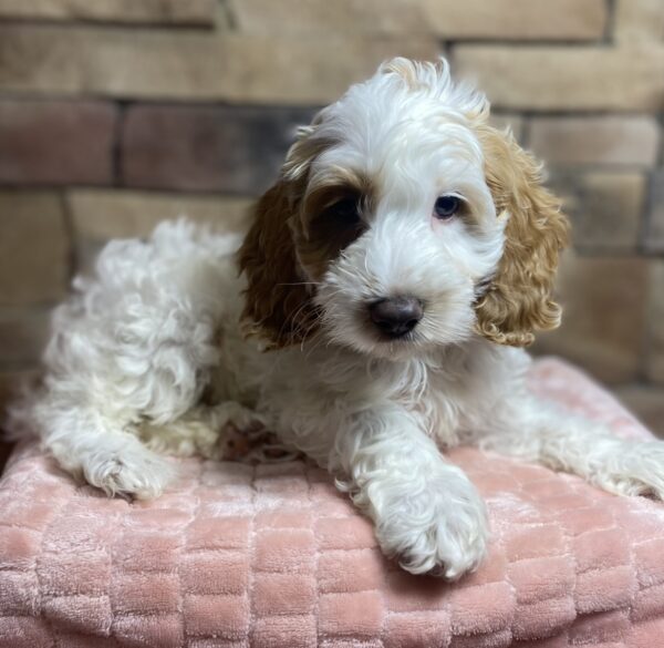 CockAPoo – 29781