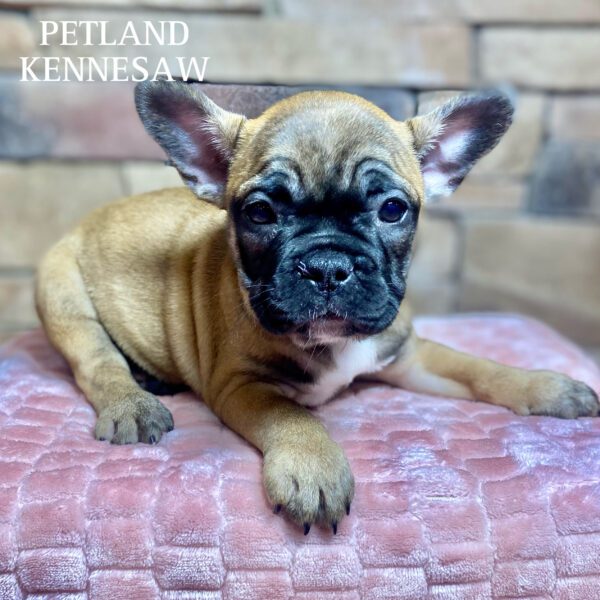 French Bulldog – 29835