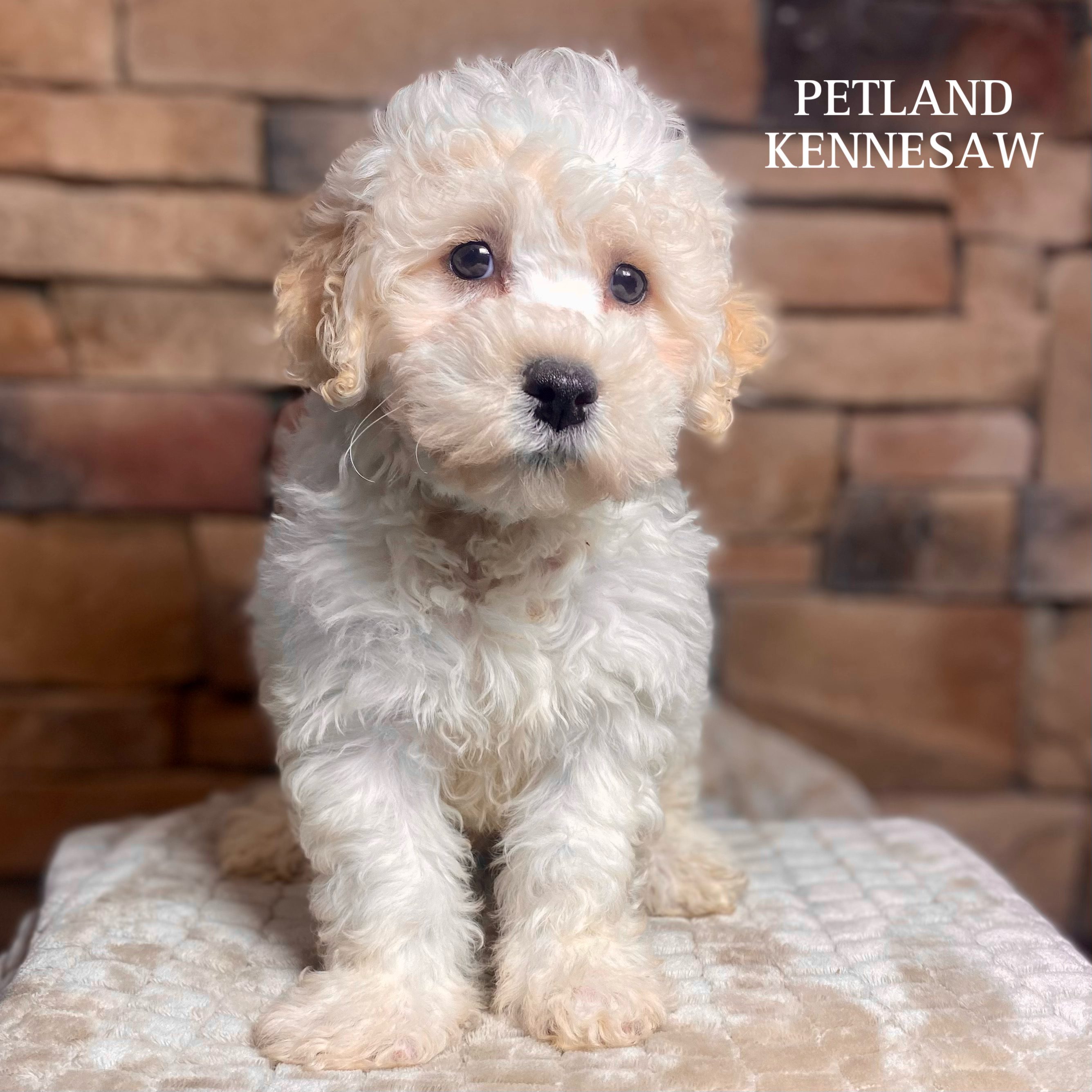 Bichon Frise - 29823 Image #1