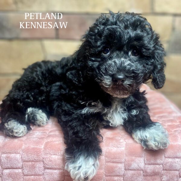 Bichonpoo – 29864