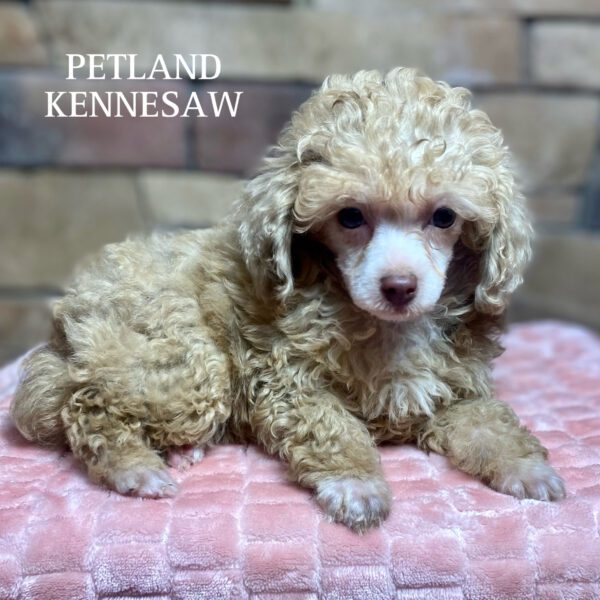 Miniature Poodle – 29846
