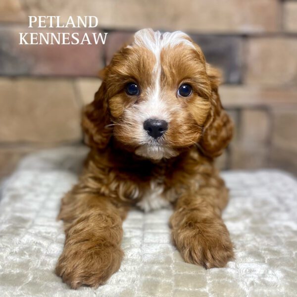 Cavapoo – 29866