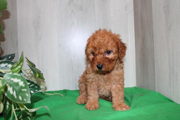 Miniature Goldendoodle 2nd Gen - 29825 Image #2
