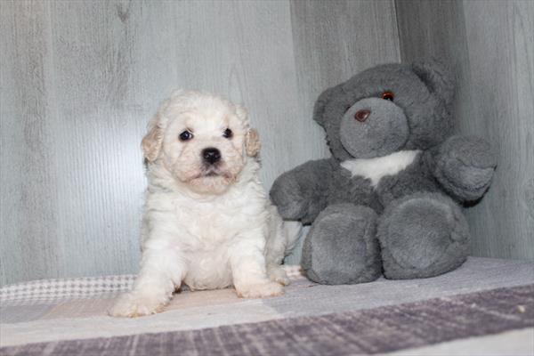 Bichon Frise - 29823 Image #2