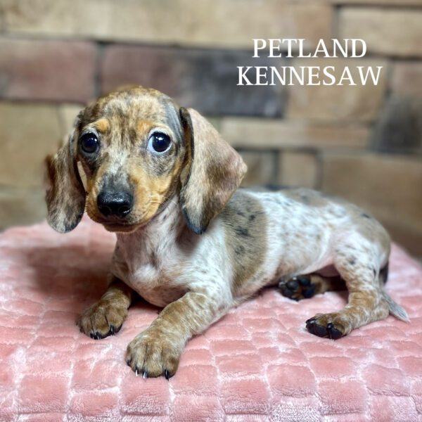 Dachshund – 29845