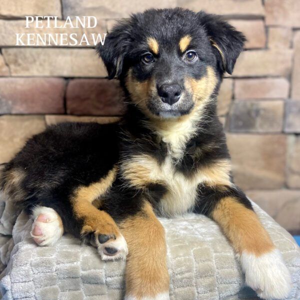 Australian Shepherd – 29841