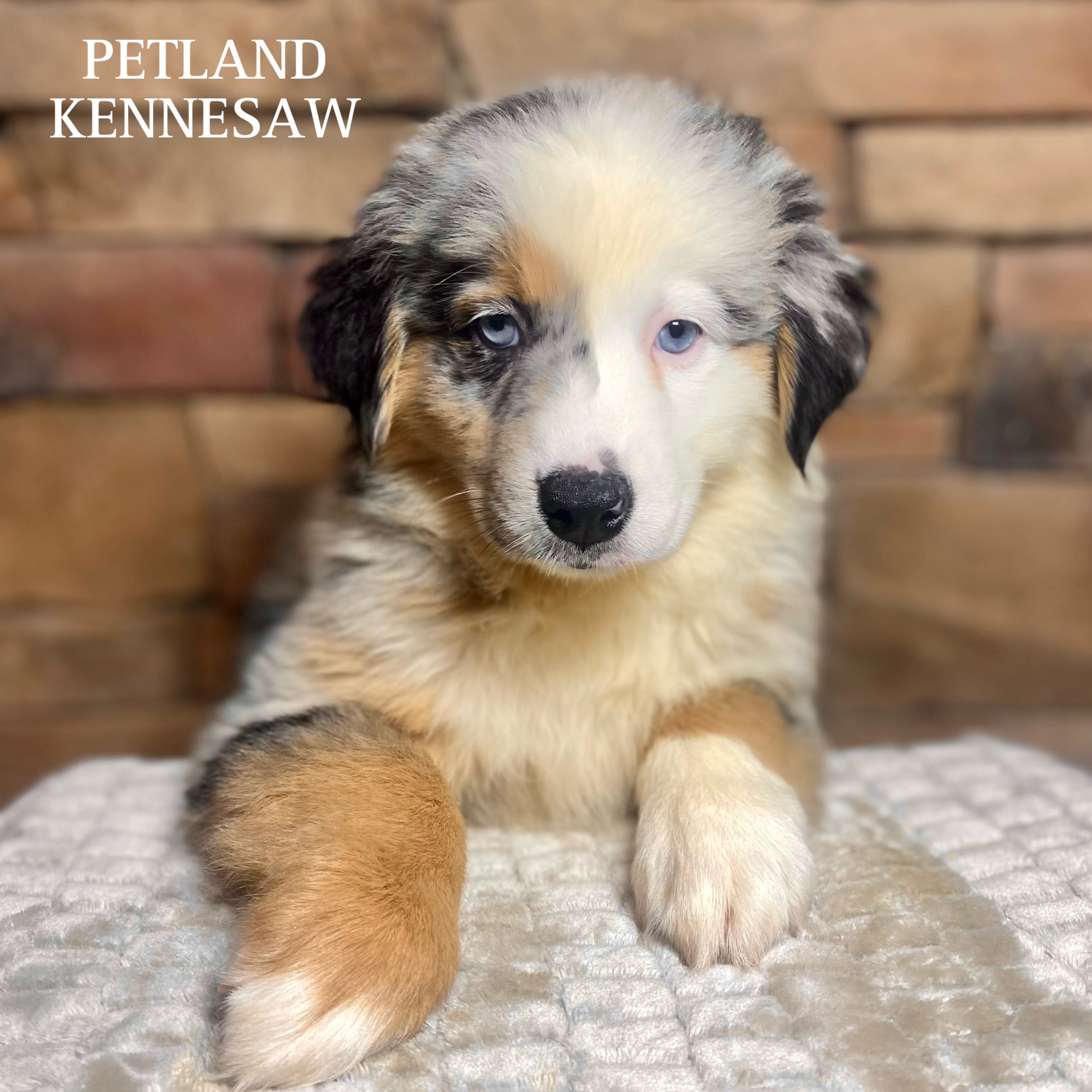 Australian Shepherd - 29798 Image #1