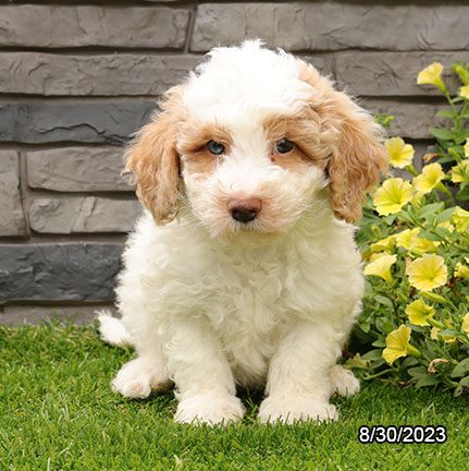 Bichonpoo - 29810 Image #2