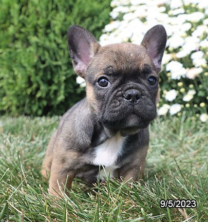 French Bulldog – 29860