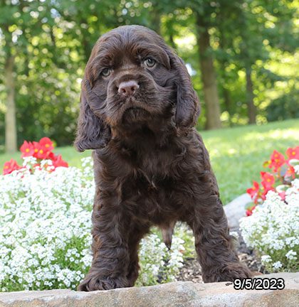 Cocker Spaniel – 29861