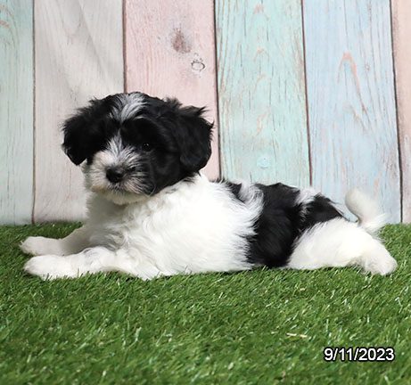 Coton de Tulear – 29869