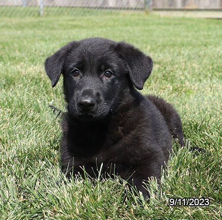 German Shepherd Dog – 29870