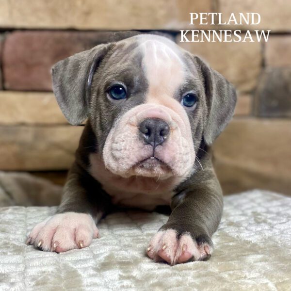 Olde English Bulldog Puppies Petland Kennesaw,