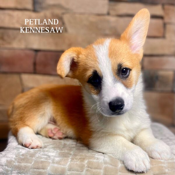 Pembroke Welsh Corgi – 29808