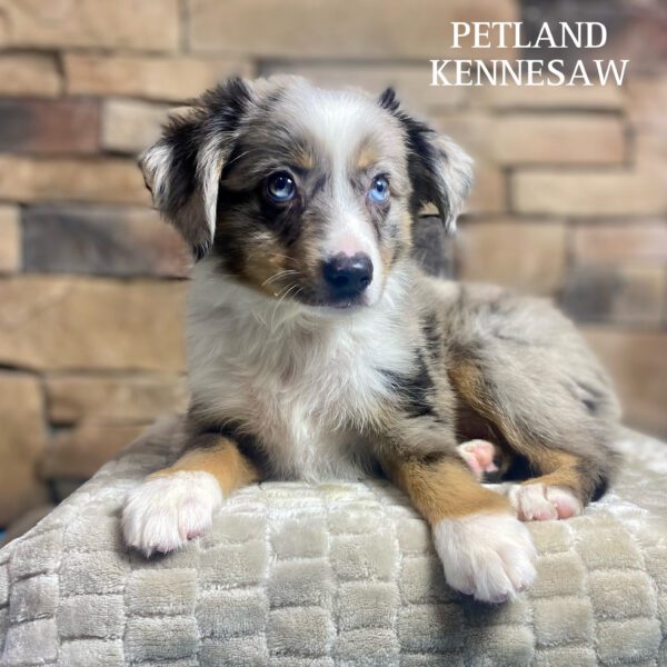 Miniature American Shepherd – 29796