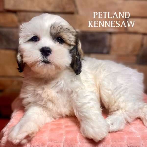 Teddy Bear – 29847