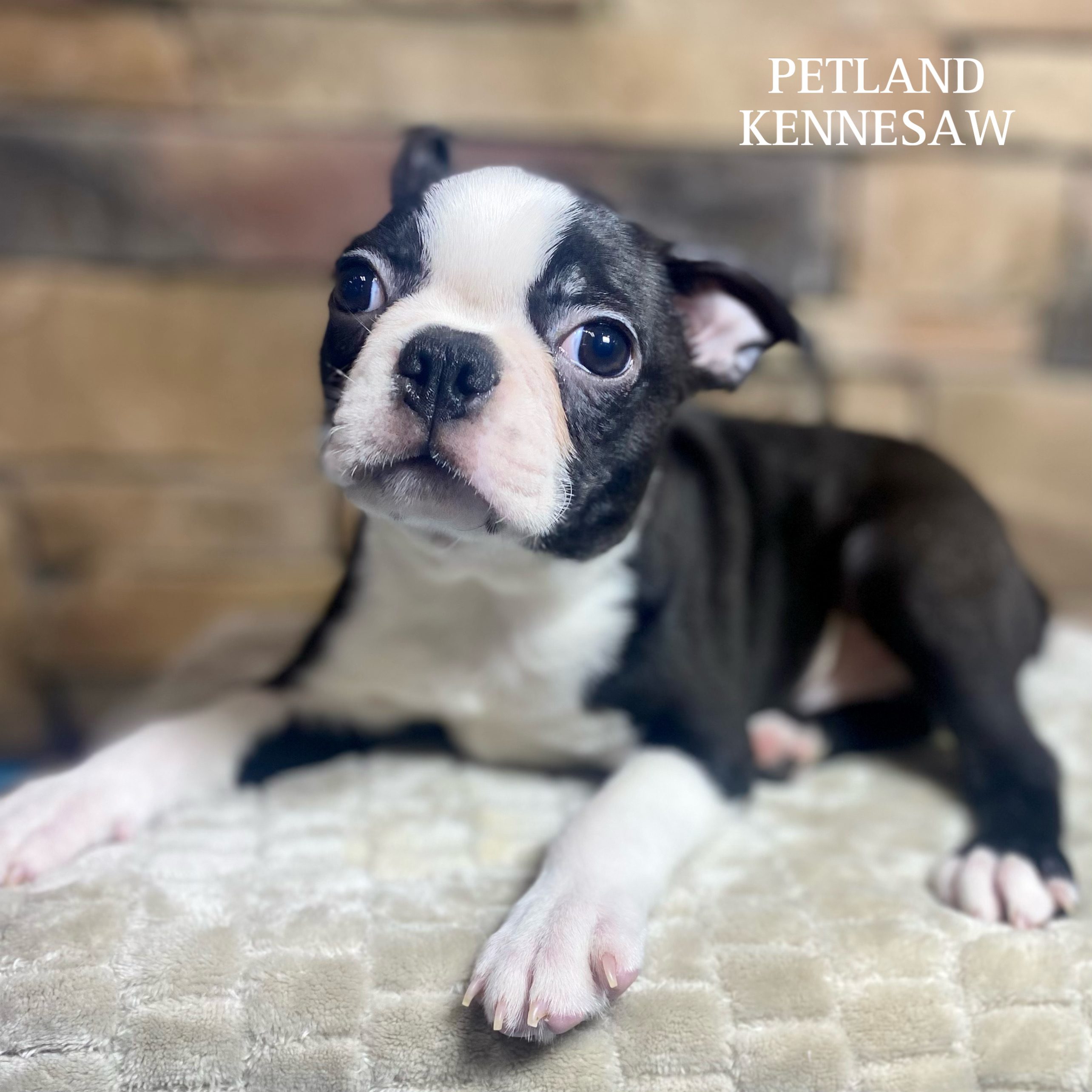 Boglen Boglen Terrier Black And White