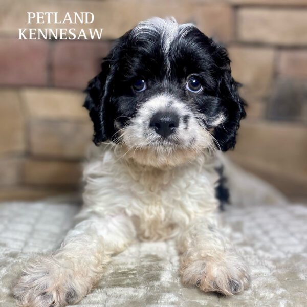 Cavapoo – 29827