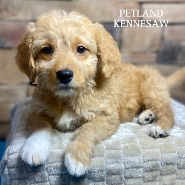 Miniature Goldendoodle – 29843