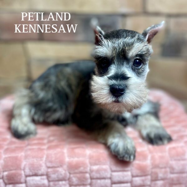 Miniature Schnauzer – 29850
