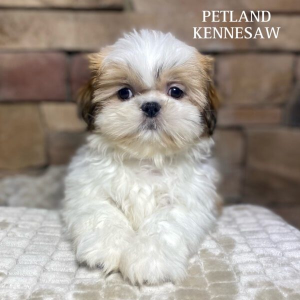 Shih Tzu – 29859