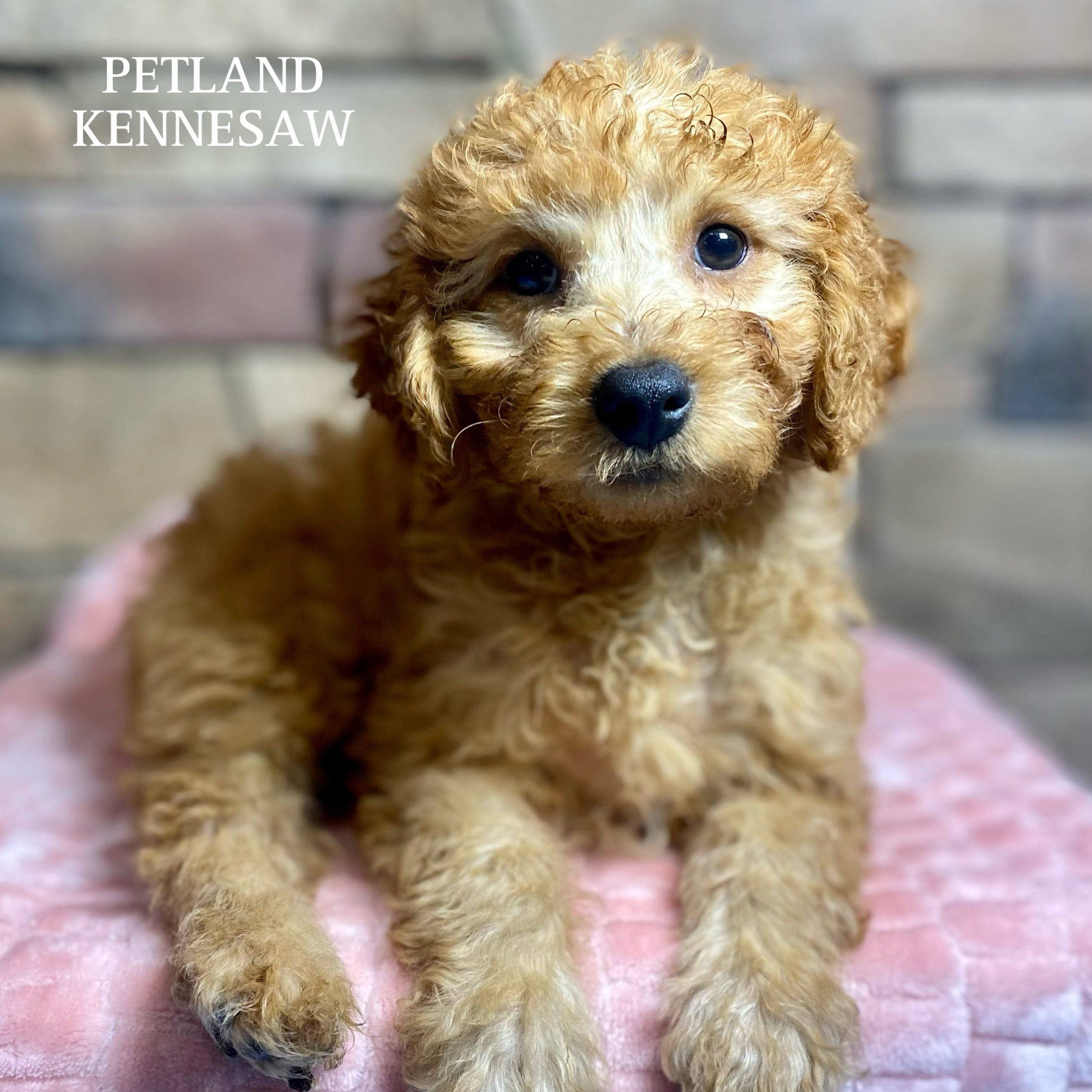 Miniature Goldendoodle 2nd Gen - 29825 Image #1
