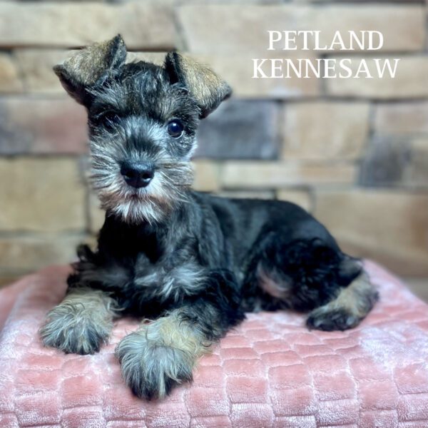 Miniature Schnauzer – 29830