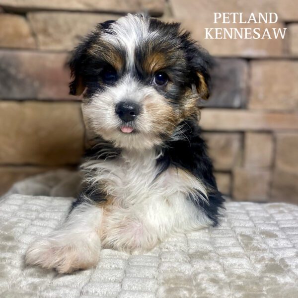 Yorkshire Terrier – 29854