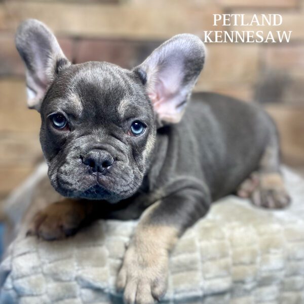 French Bulldog – 29836